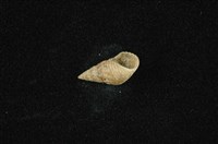 流紋蜷藏品圖，第4張